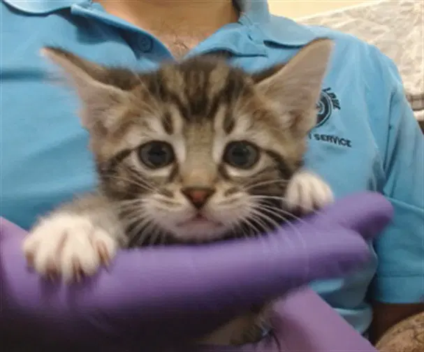 Gogo - Domestic Short Hair