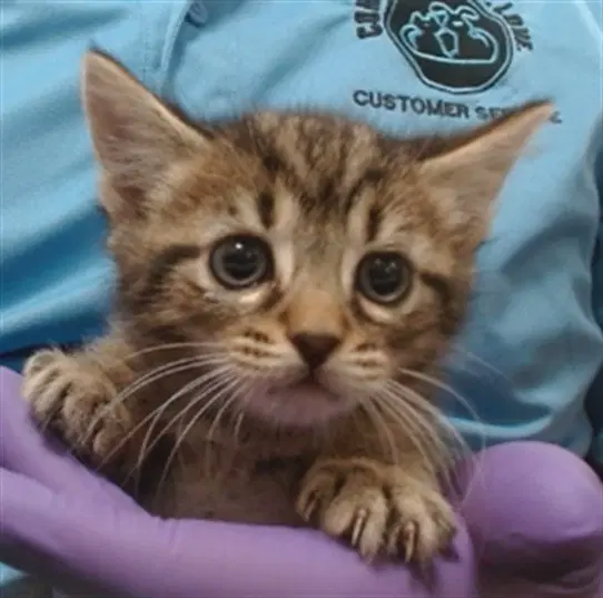 Guppy - Domestic Short Hair