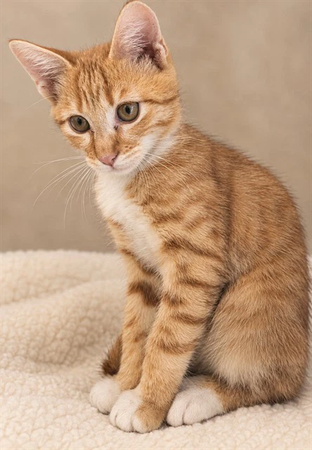 Pouncer