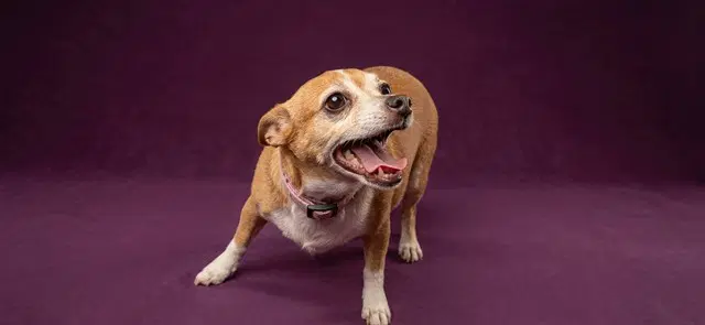 Fifi - Chihuahua