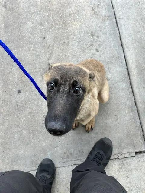 Jessie - Belgian Shepherd Malinois