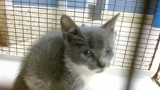 Laura - Domestic Short Hair