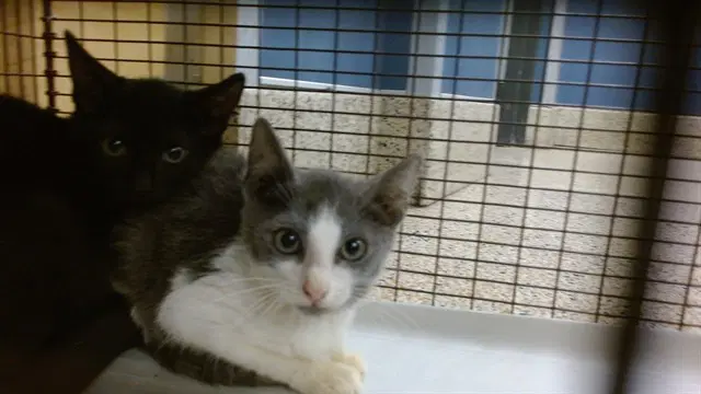 Larry - Domestic Short Hair
