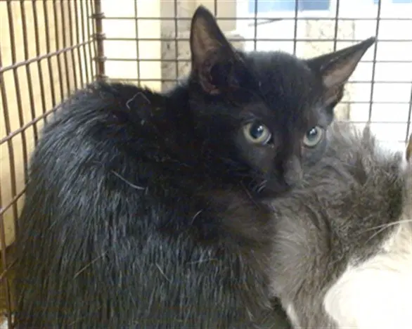 David - Domestic Short Hair