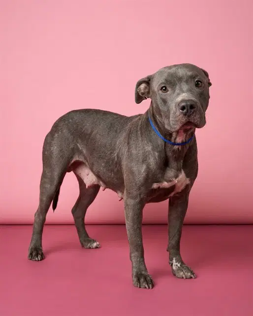 Lala - Pit Bull Terrier