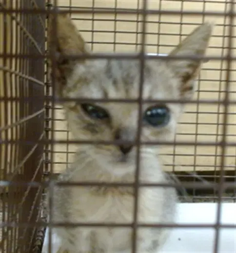Mini - Domestic Short Hair