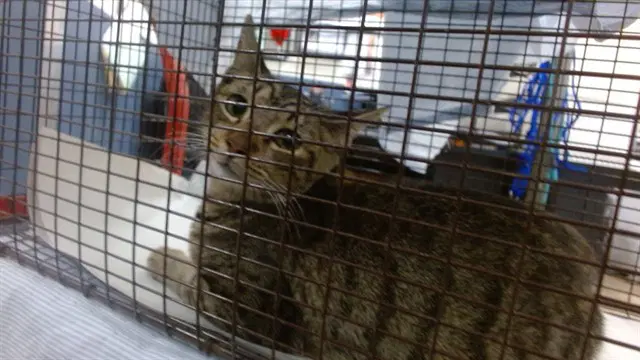 Stella - Domestic Short Hair
