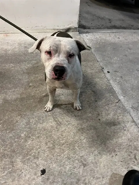 Romeo - Bulldog