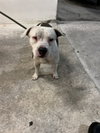 ROMEO — Miami, FL Adoption