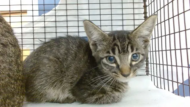 Brandy - Domestic Short Hair