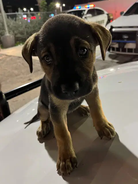 Wanda - Rottweiler
