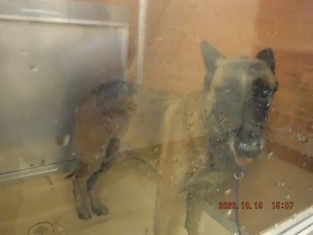 Yoyo - Belgian Shepherd Malinois