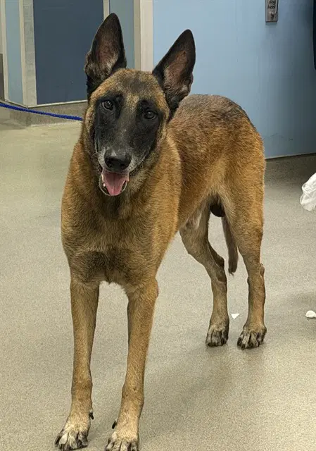 Yoyo - Belgian Shepherd Malinois