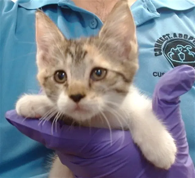 Mila - Domestic Short Hair