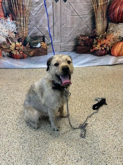 Bobby Bubbles - Border Terrier