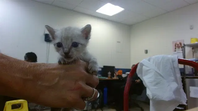 Pearl - Domestic Short Hair