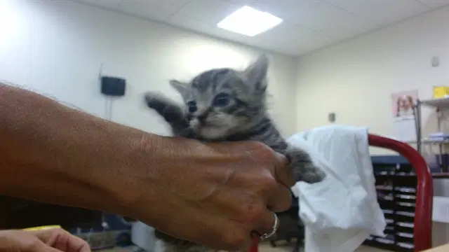 Franky - Domestic Short Hair