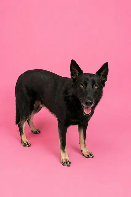 Civ-Che - German Shepherd Dog