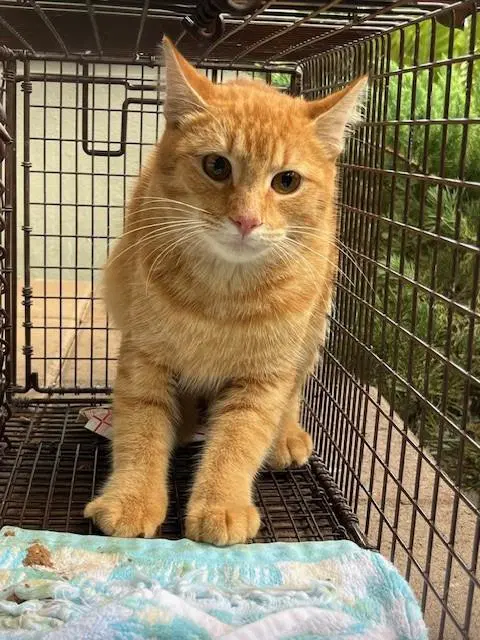 Sunny - Domestic Short Hair