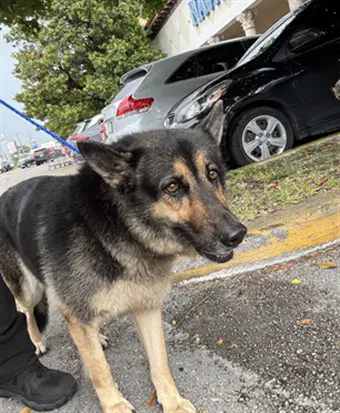Serena - German Shepherd Dog