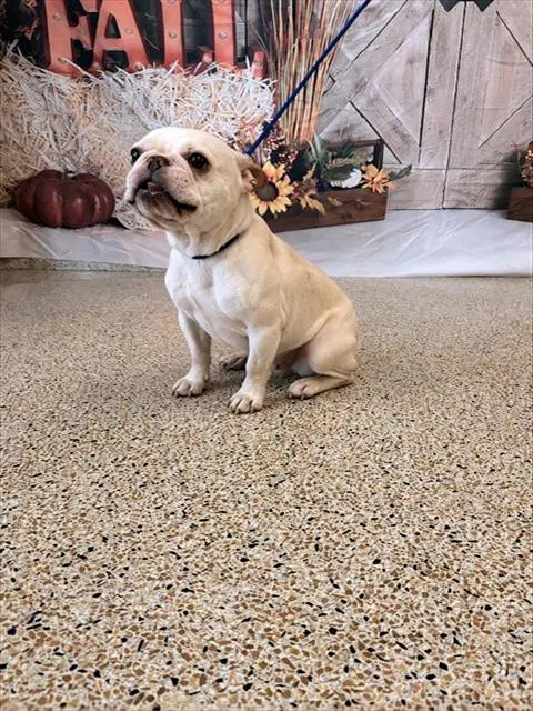 Winter - French Bulldog