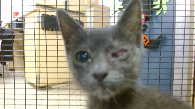 Kitty - Domestic Short Hair