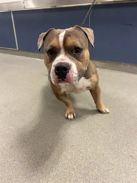 Tank - American Bulldog