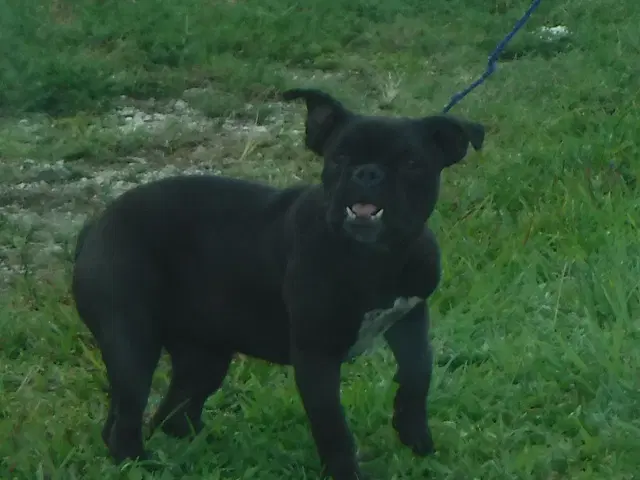 Mocha - American Bulldog
