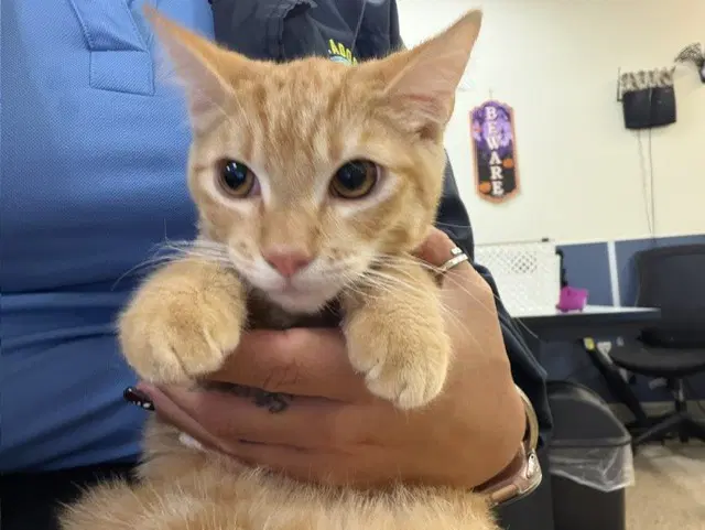 Chester - Domestic Short Hair