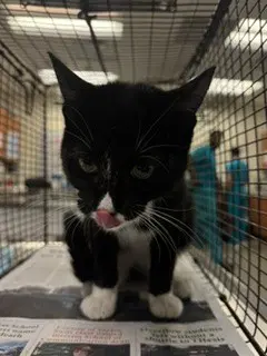 Meow - Domestic Short Hair