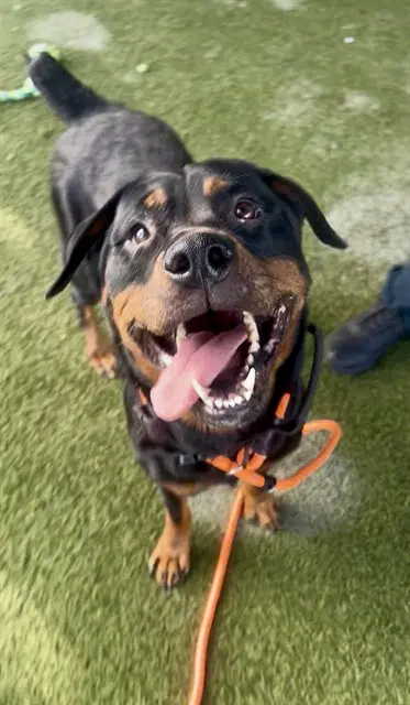 Empress - Rottweiler