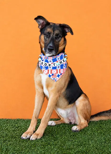 Codey - German Shepherd Dog