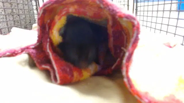 Yupi - Domestic Short Hair