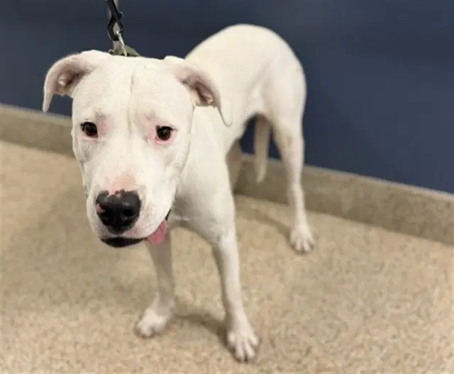 Bingo - Dogo Argentino