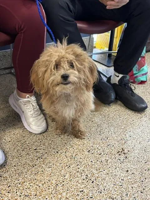 Papu - Poodle (Miniature)