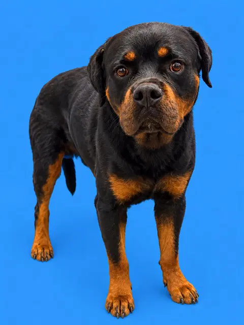 Pumpkin - Rottweiler