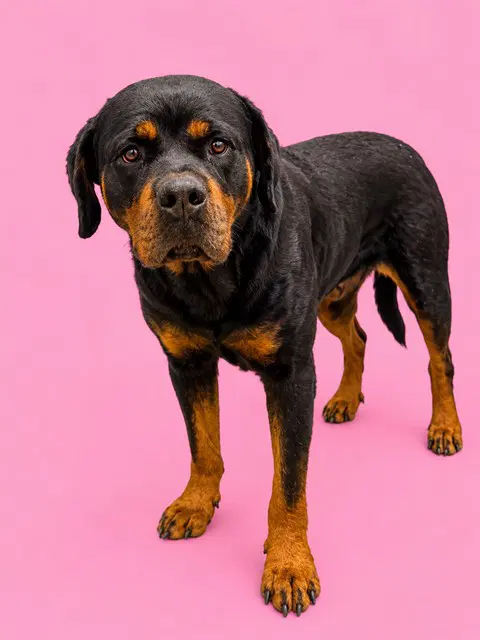 Spice - Rottweiler