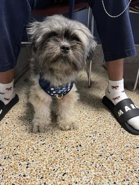 Blake - Shih Tzu