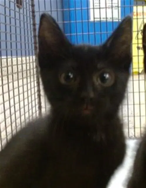 Nugget - Domestic Short Hair