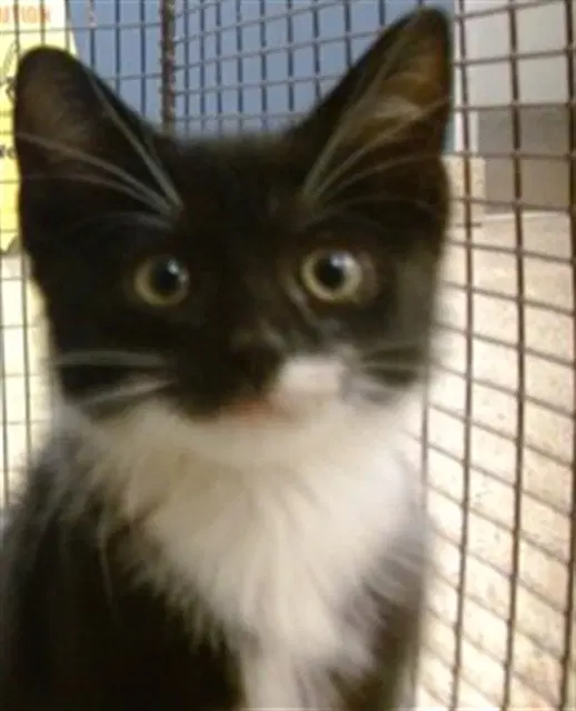 Honey - Domestic Short Hair