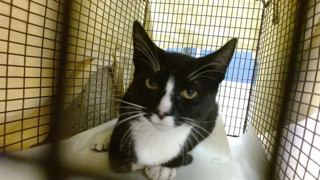Rebecca - Domestic Short Hair