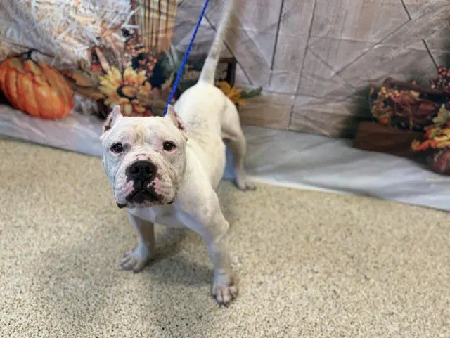 Reese - Bulldog