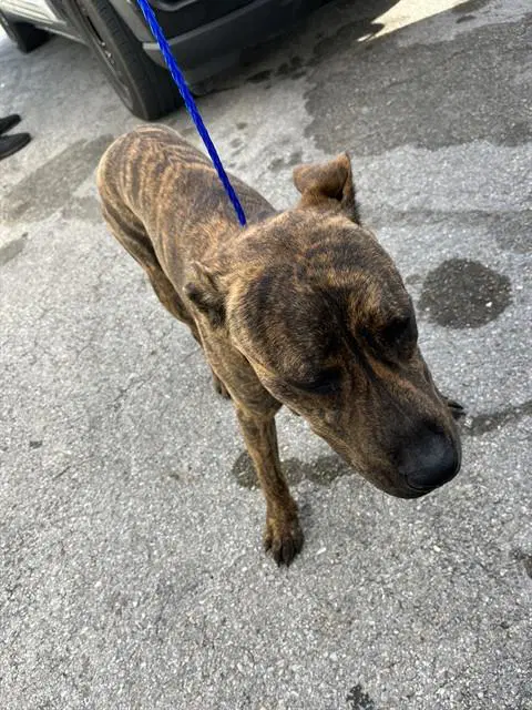 Tiger - Pit Bull Terrier