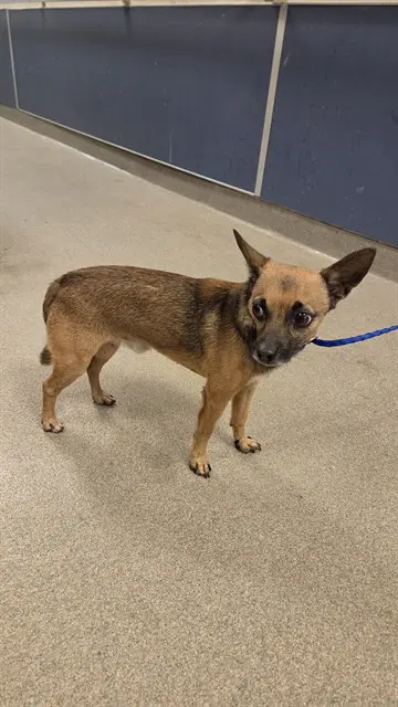 Chico - Chihuahua