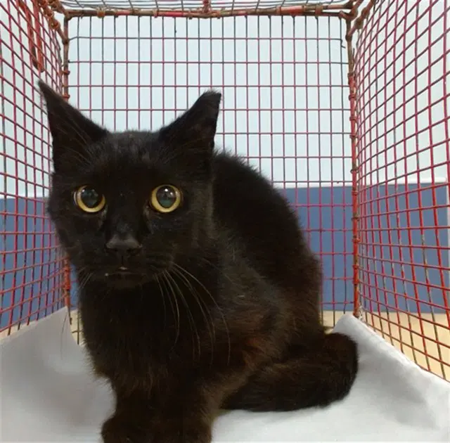 Osby - Domestic Short Hair