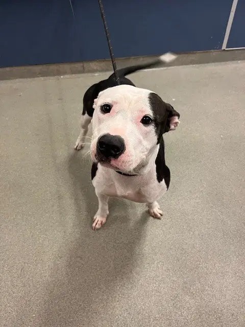 Lucy - American Bulldog