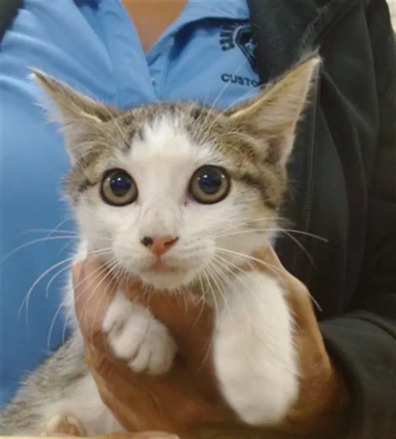 Shirley - Domestic Short Hair