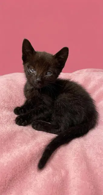 Kenna - Domestic Short Hair