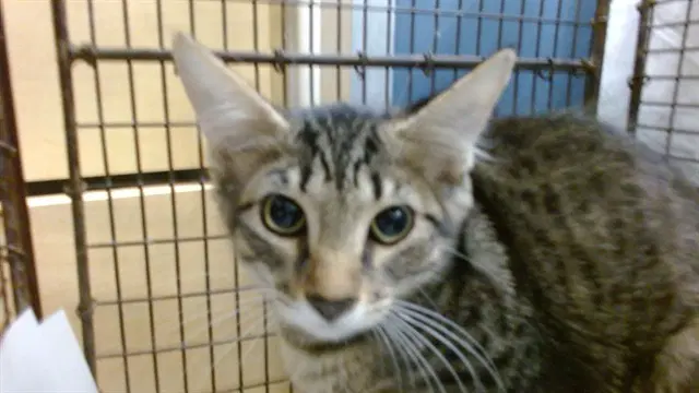 Javier - Domestic Short Hair