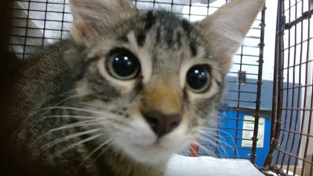 Lola - Domestic Short Hair